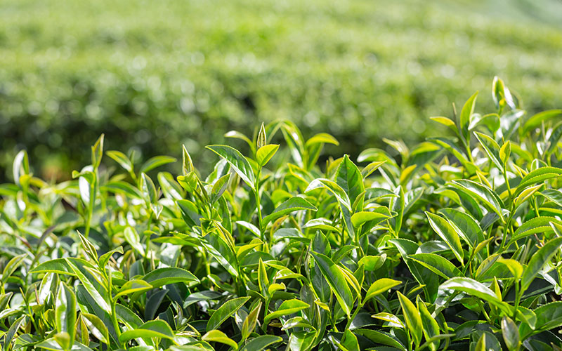 Tea Garden